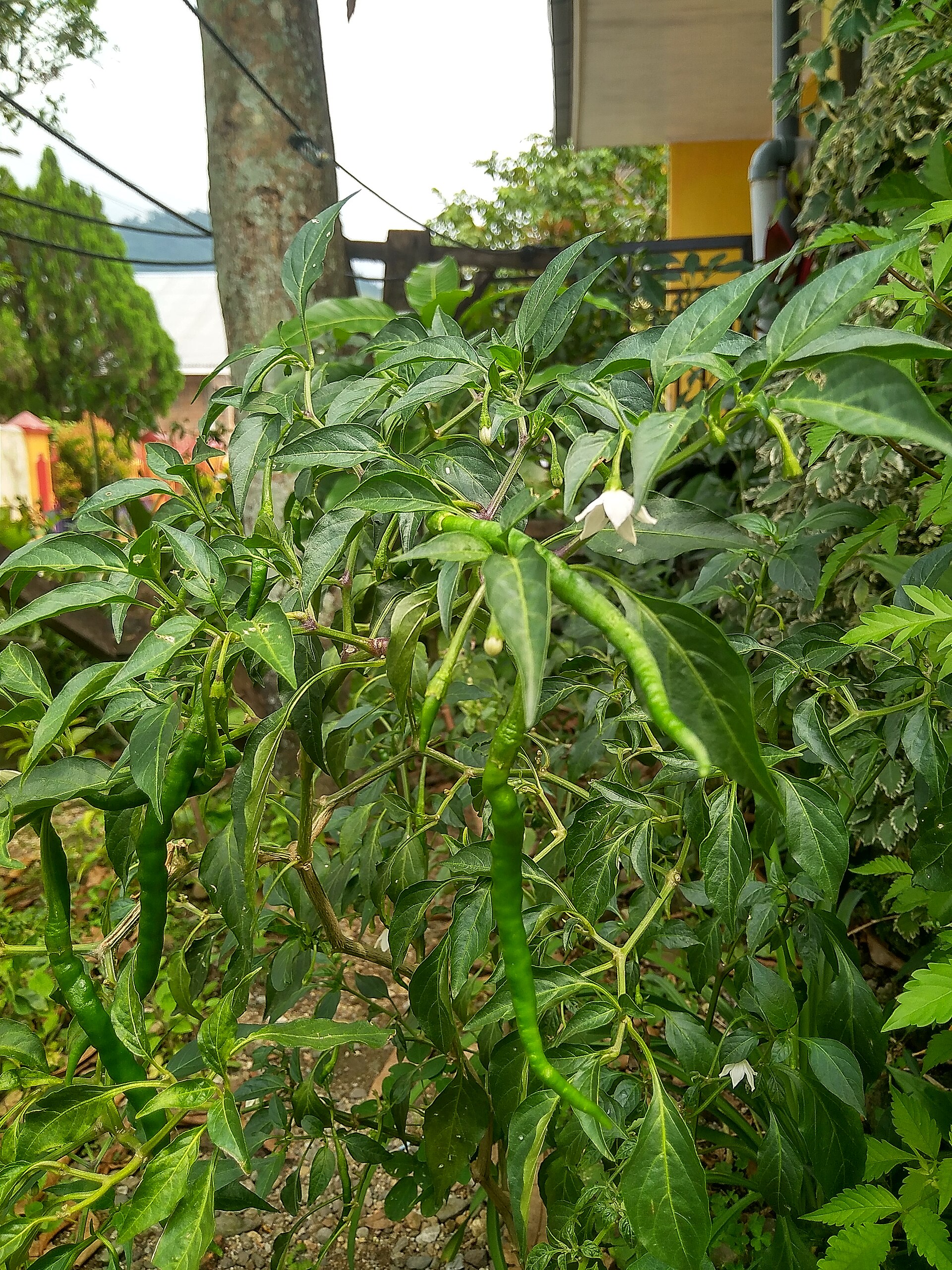 Tall green chili plant beside a house