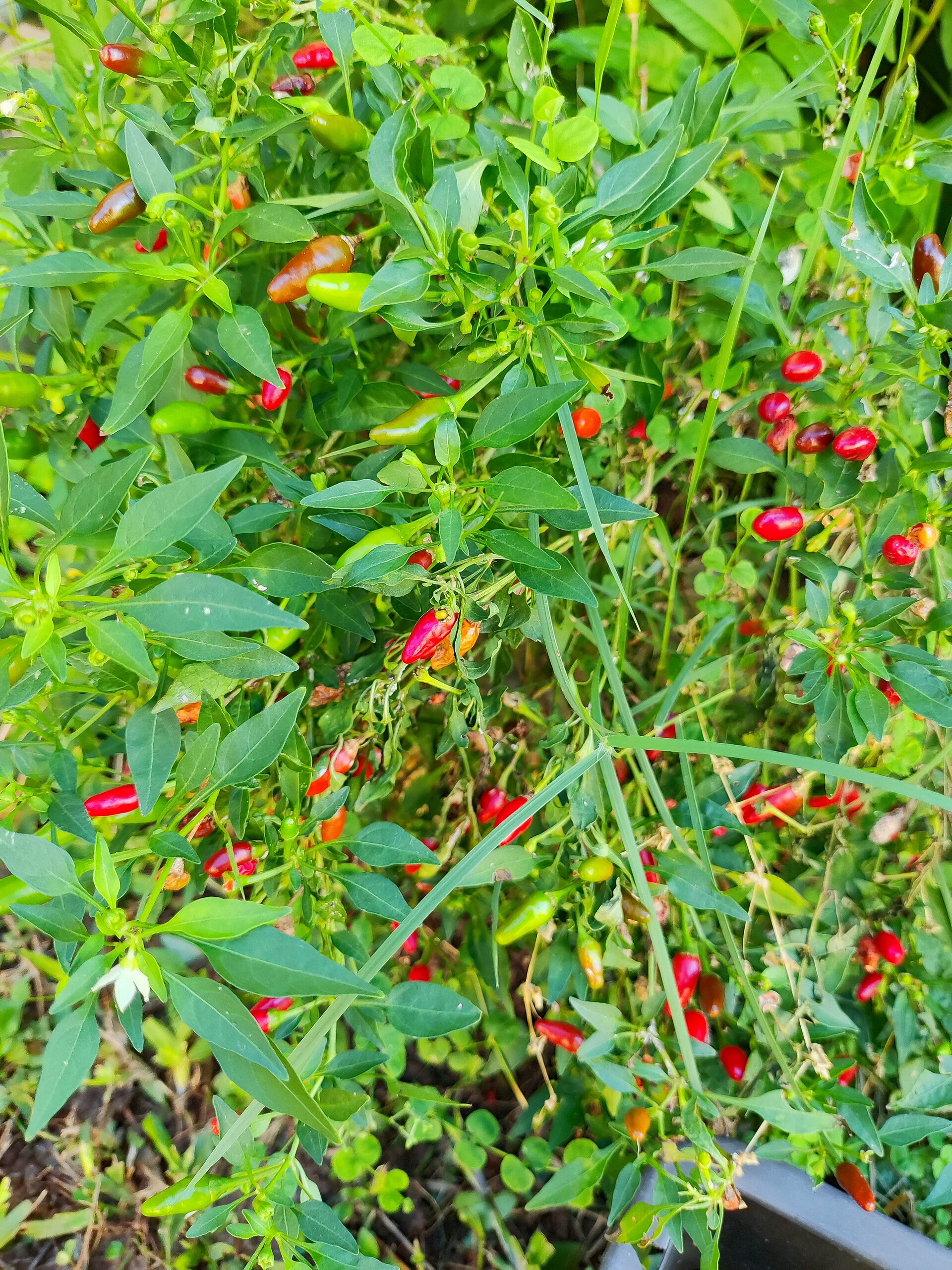 Bird pepper plant growing in a terracotta pot