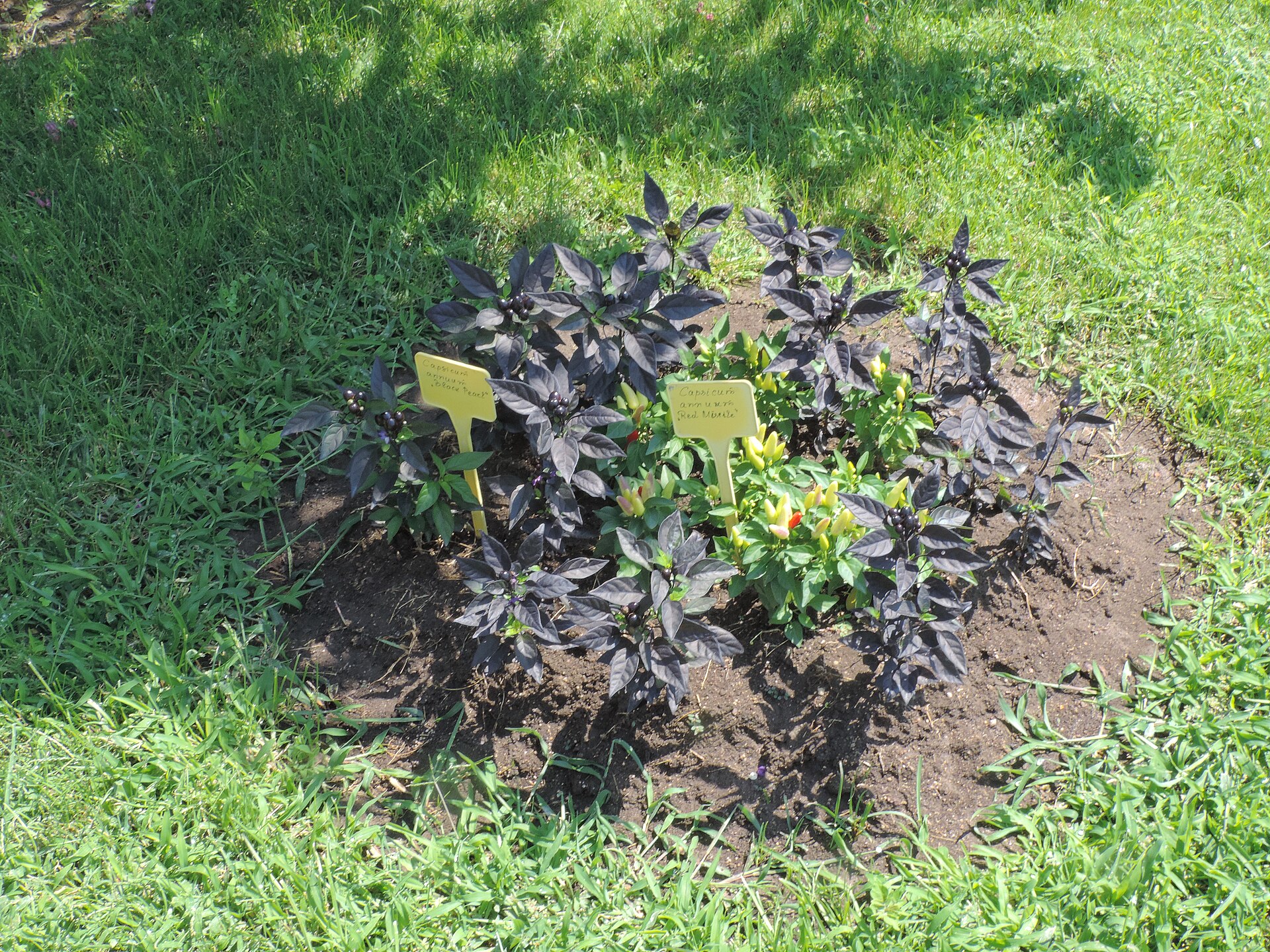 Bolivian Rainbow chili plant