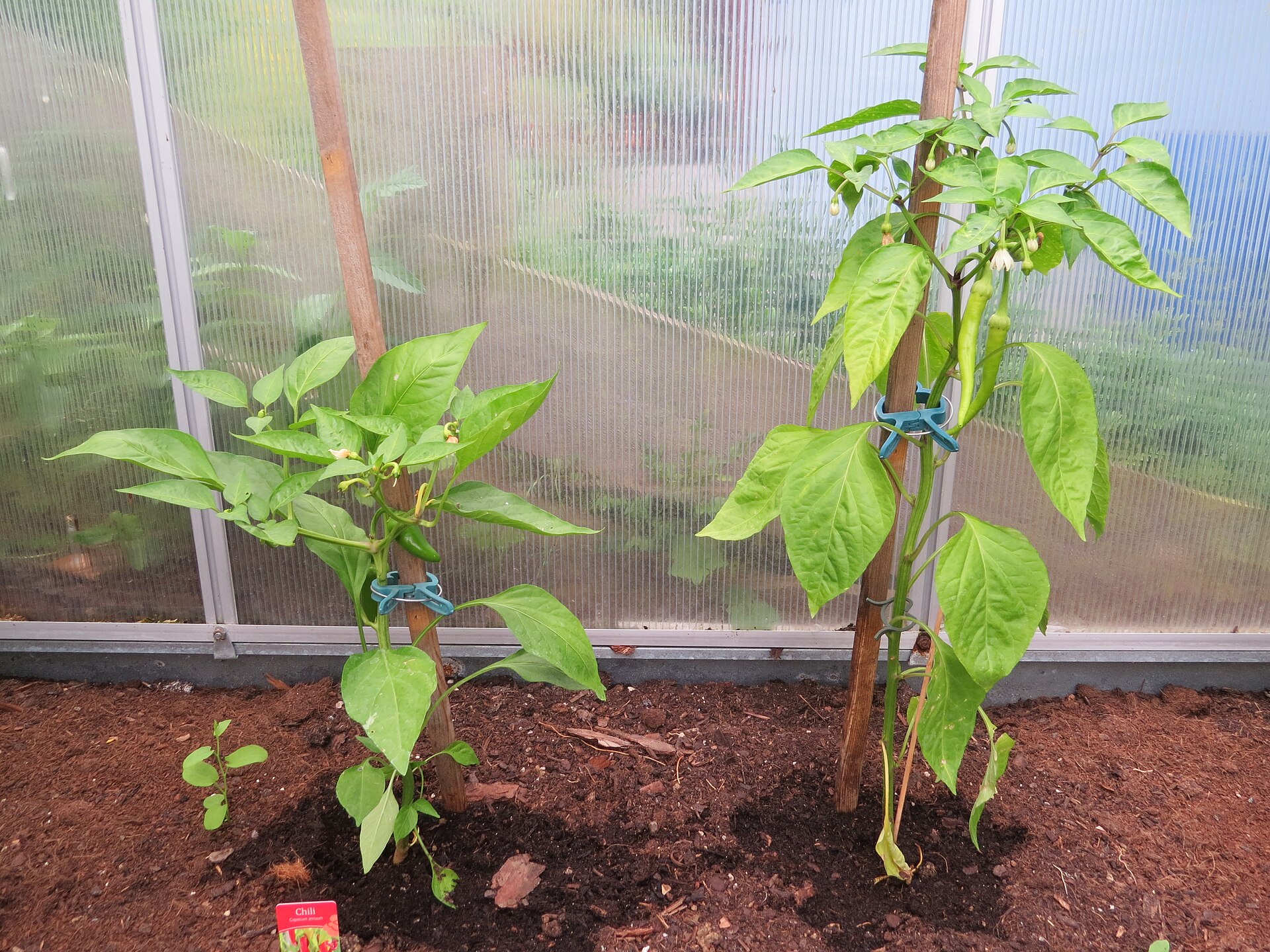 Cayenne chili plant