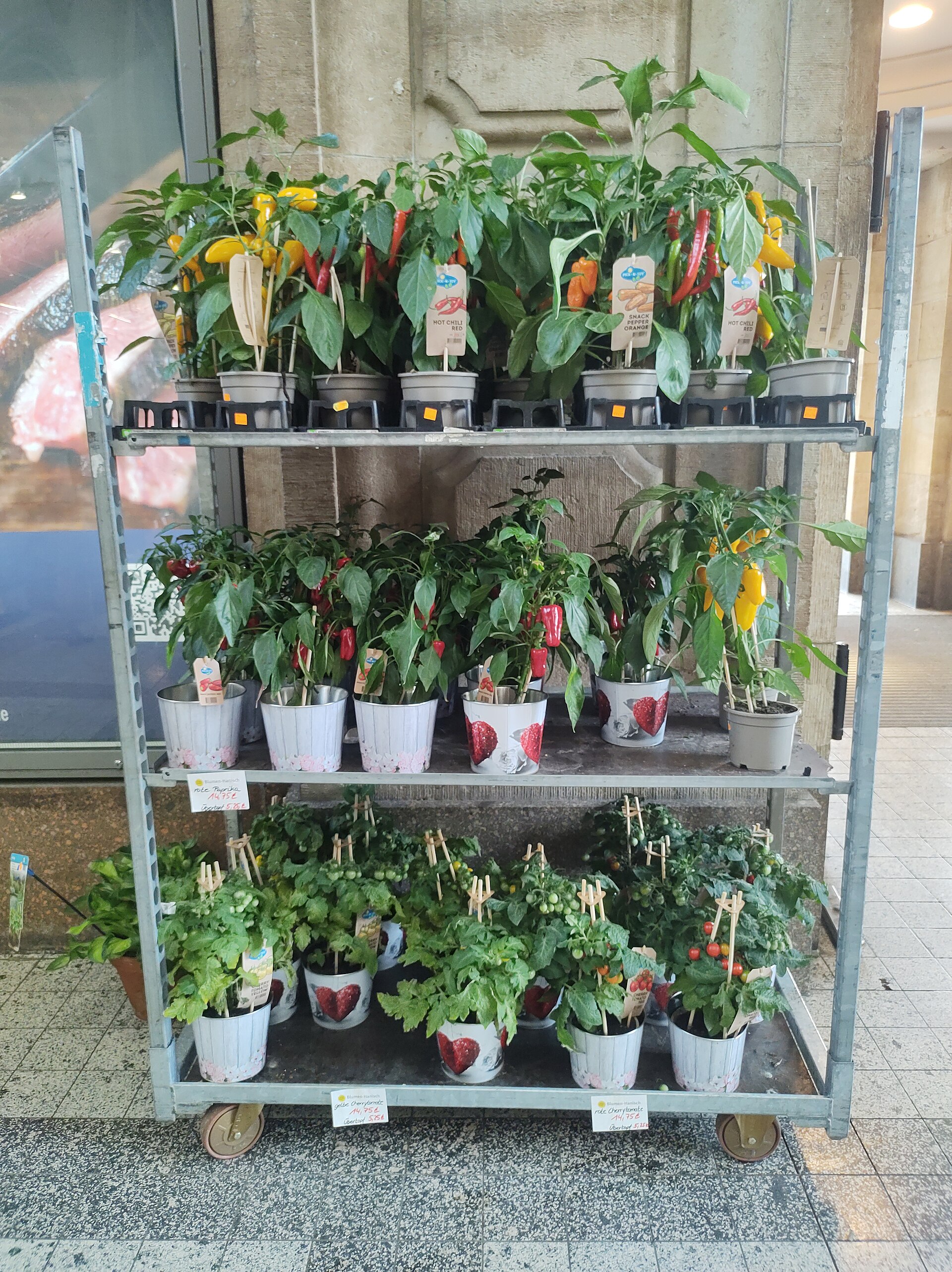 Jalapeño chili plant