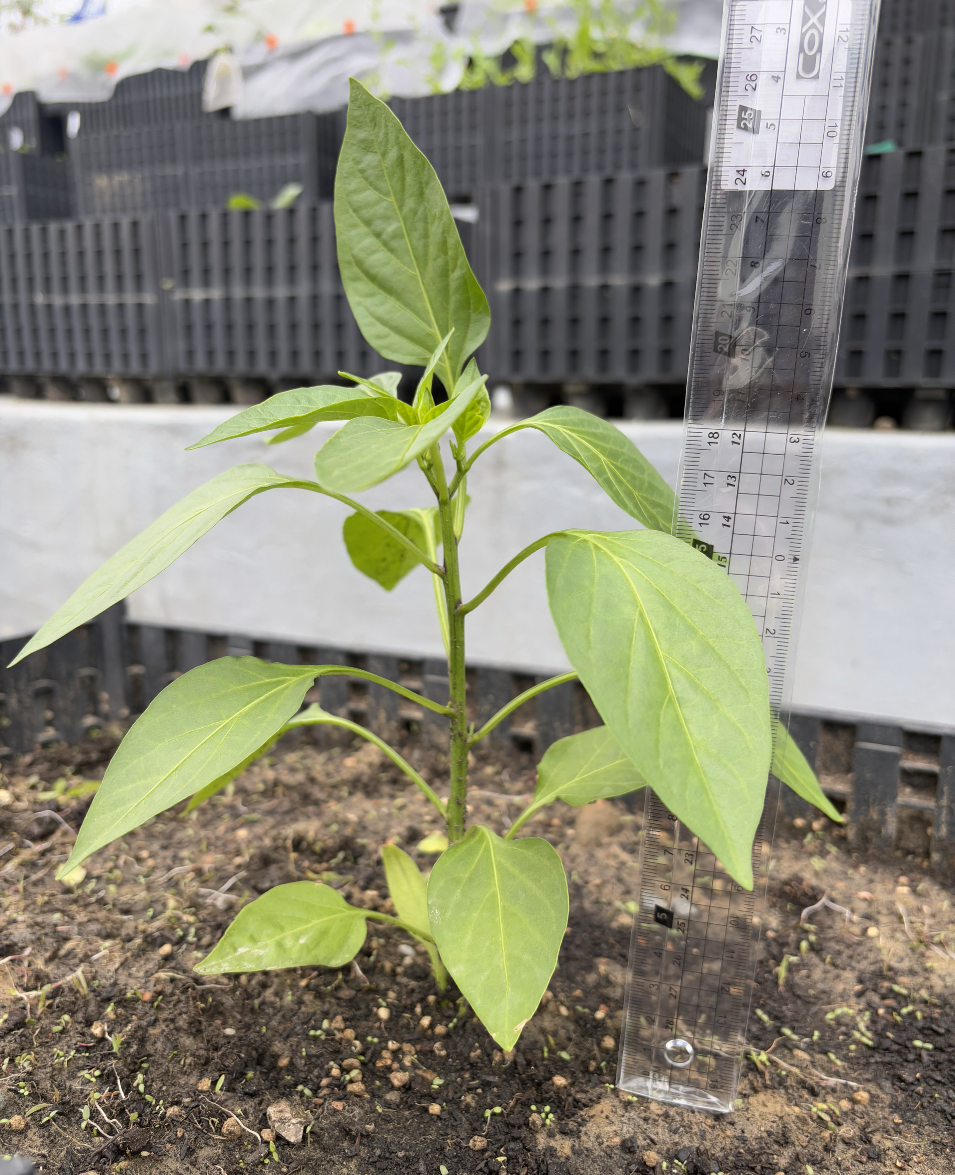 Lemon Drop chili plant
