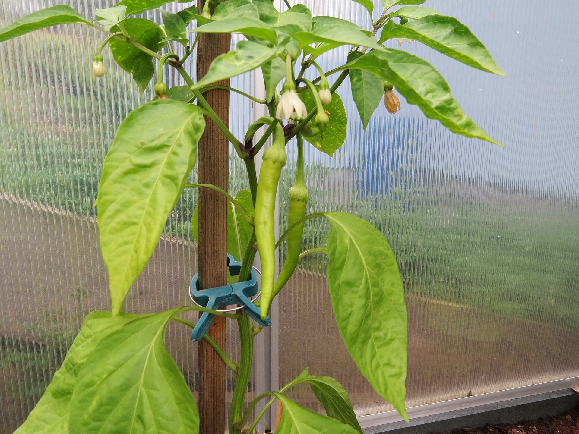 Poblano chili plant