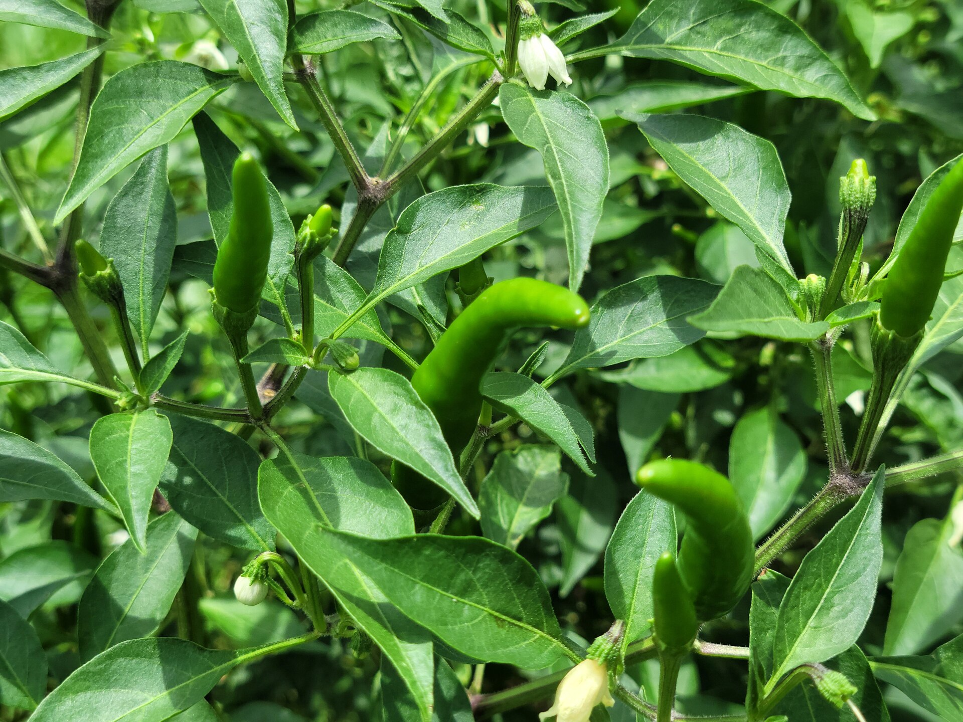 Scotch Bonnet chili plant