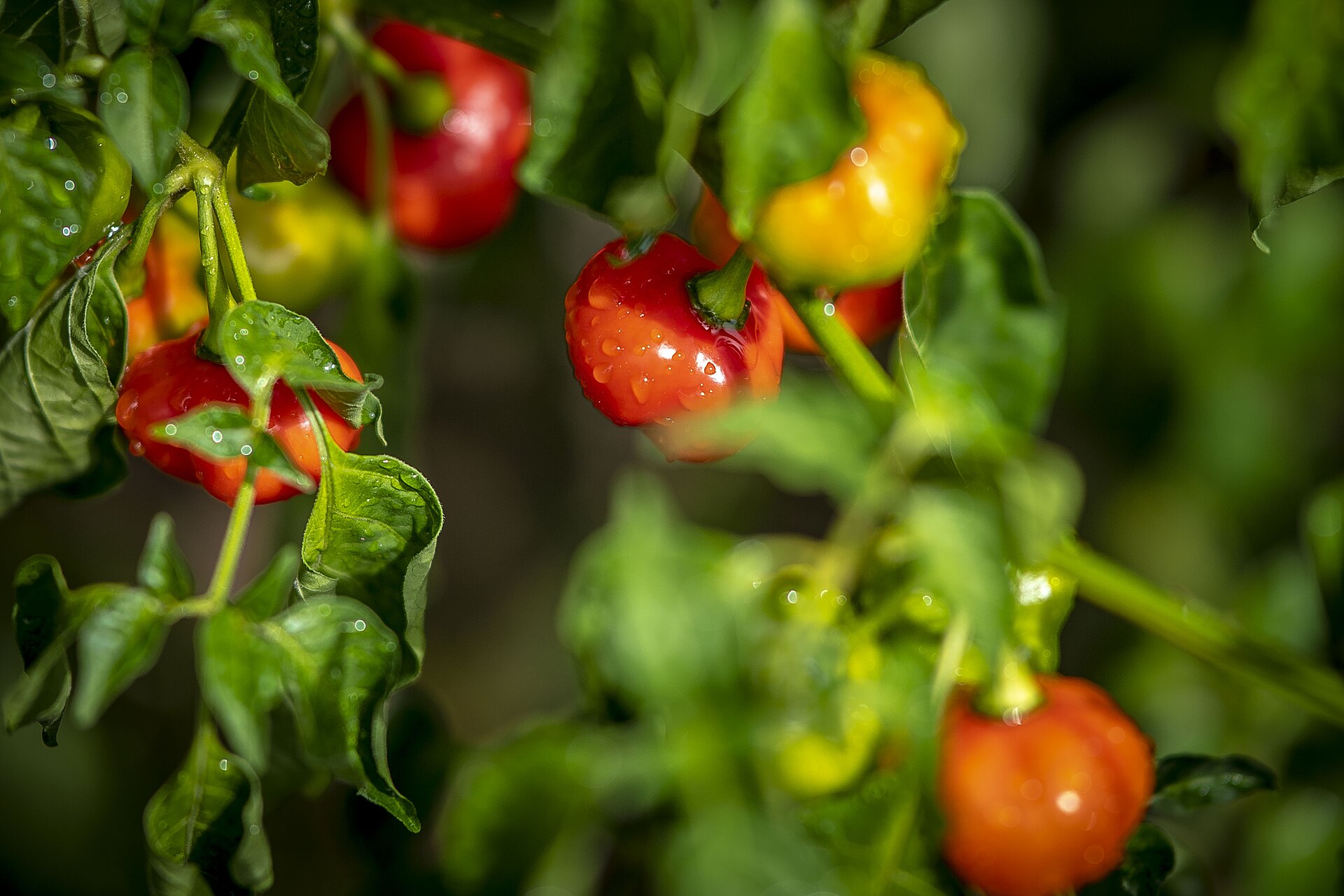 Serrano chili plant
